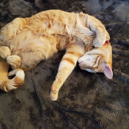 Fat Boy