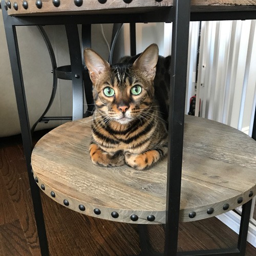 Lazarus