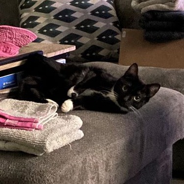 Kitten