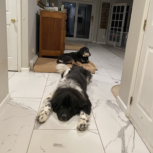 Boris and Bugsy