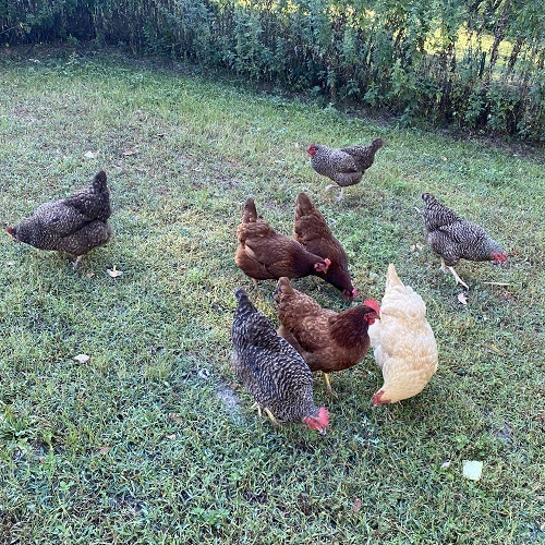 The Girls